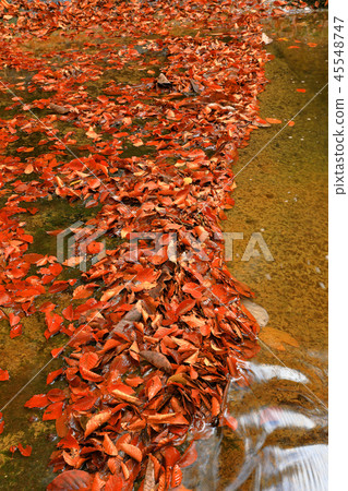 Fallen leaves of beech that piles up on a swamp-grace forest Otakizawa Shimi-machi, Fukushima Prefecture 45548747