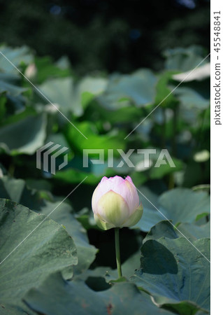 蓮花 蓮花 45548841