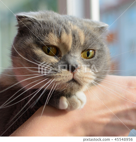 Young gray cat looking at camera, Women hand scratch the chin of a cat. Young gray cat looking at camera, Women hand scratch the chin of a cat. 45548956
