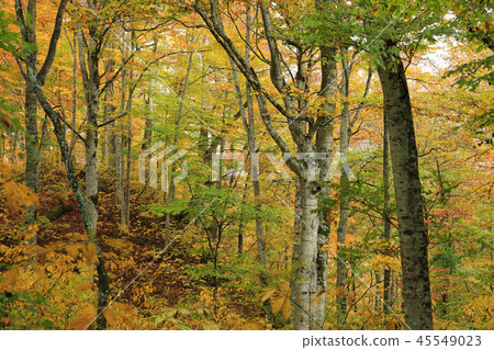 有美麗的黃色葉子癒合森林Shiomi鎮,福島縣的山毛櫸森林 有美麗的黃色葉子癒合森林Shiomi鎮,福島縣的山毛櫸森林 45549023