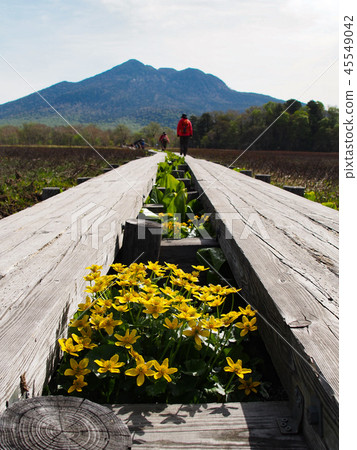 春天Ozegahara和Mt. Kasumigatake 45549042