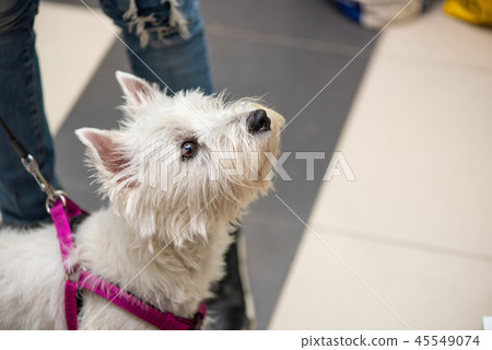 West highland white dog in pet store, on a leash, clear look. Westie West highland white dog in pet store, on a leash, clear look. Westie 45549074