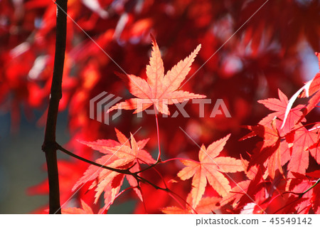 Momiji,秋天蛇鼻子戲劇天堂(福島縣,本宮市) Momiji,秋天蛇鼻子戲劇天堂(福島縣,本宮市) 45549142