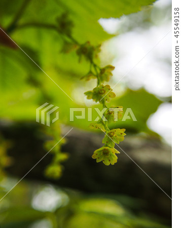 Urihadada maple 45549158