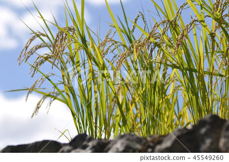 藍天和彩虹 藍天和彩虹 45549260