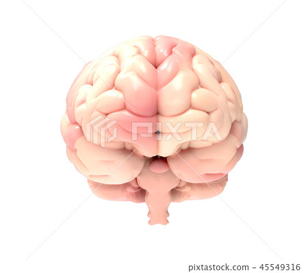 3D brain illustration rendering in front view - Stock Illustration ...