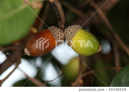 Natural plants Uva megashi and acorn ripen in the second year of autumn. The shell is small and features a pattern like a net or mesh 45549339