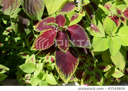 Colius (Golden column Shiso / Shion Shiso) 45549604