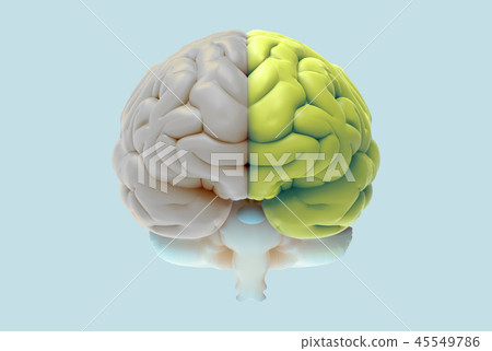 3D brain illustration with left and right function - Stock Illustration ...