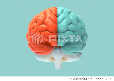 3D brain illustration with left and right function - Stock Illustration ...