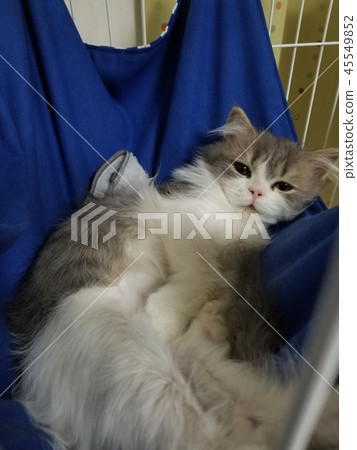 Cat and hammock 45549852