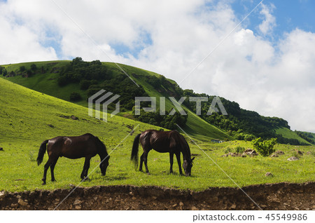 A pair of horses grazing on green pastures in a mountain valley of a mountain gorge on hills of A pair of horses grazing on green pastures in a mountain valley of a mountain gorge on hills of 45549986