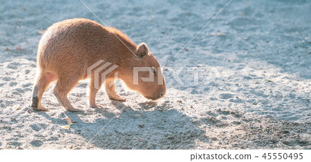 Taiwan Tainan Cute water pork Water pig Mr. Senkin gold old rat zoo Resting hiking Capybara Capybara 45550495