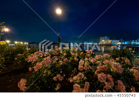 晚上在港口和玫瑰02 晚上在港口和玫瑰02 45550743