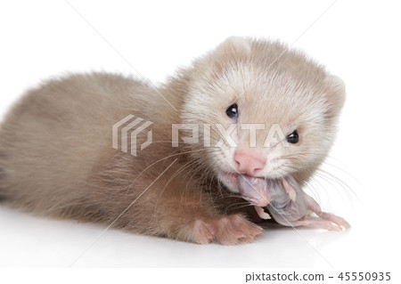 Ferret puppy eats tiny mouse Ferret puppy eats tiny mouse 45550935