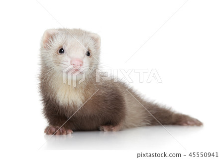 Ferret puppy on white background Ferret puppy on white background 45550941