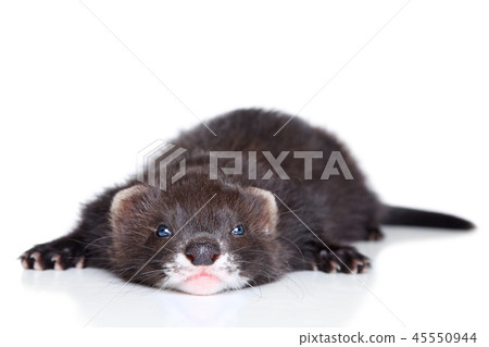 Ferret puppy lying on white background Ferret puppy lying on white background 45550944