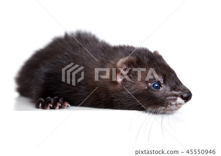 Ferret puppy on white background 45550946