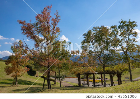 秋葉和長凳在樹Kagawa縣Manno公園後 秋葉和長凳在樹Kagawa縣Manno公園後 45551006