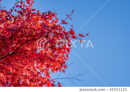japan beautiful maple leaf travel background maple maple leaf 45551125