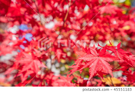日本 美麗 楓葉 旅遊 背景 楓樹  Maple leaf メープルリーフ 紅葉 モミジ もみじ 45551183