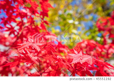 japan beautiful maple leaf travel background maple maple leaf 45551192