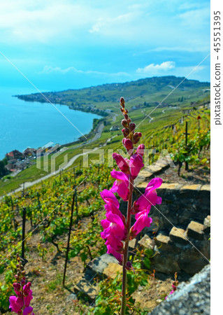 Roadside Flowers in Vineyards of Lavaux (Field of Grape in Lavaux) 45551395