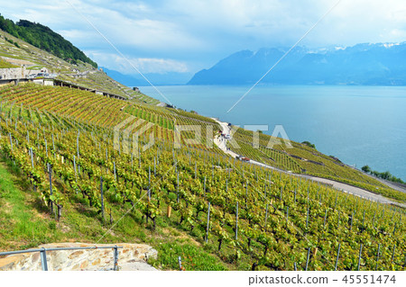 Vineyard in Lavaux (Field of Grape in Lavaux) 45551474