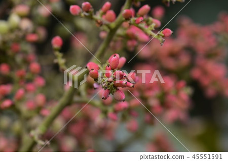 Nurde (white collar tree) Nurde (white collar tree) 45551591