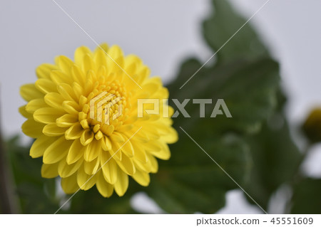 菊花 菊花 45551609