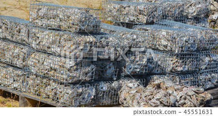 Eastern Oyster recycling project, St Johns County  45551631