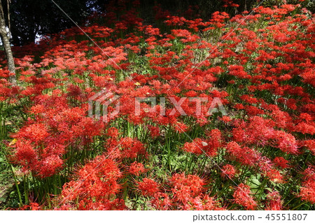 群集孤挺花 45551807