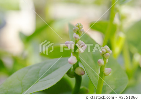 Tsurumurasaki (October) 45551866