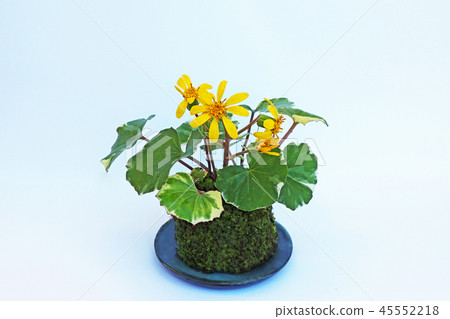 Lizwabuki moss ball 45552218