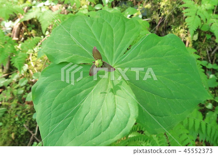 Flowers of Enrenciou 45552373