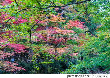 Rinsei Soshintsu寺的秋天 45552677