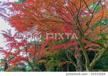 Iwakuni Momijidani Park in the fall 45552684