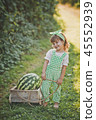 A little girl carries a huge watermelon on a cart 45552939