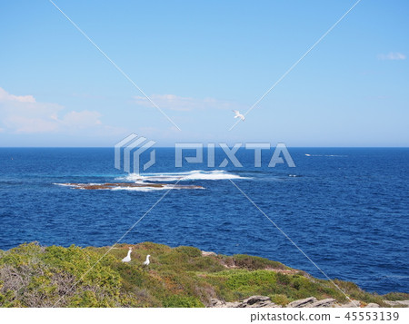 澳大利亞羅特內斯特島印度洋 45553139