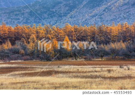 Otashiro Hara在秋末 45553493