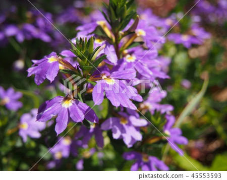 Fun Flower Wild Flower Australia Fun Flower Wild Flower Australia 45553593