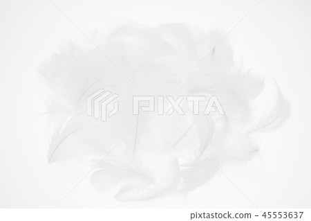 Feather Feather 45553637