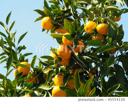 Mandarin orange 45554130