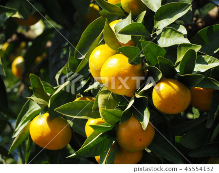 Mandarin orange 45554132