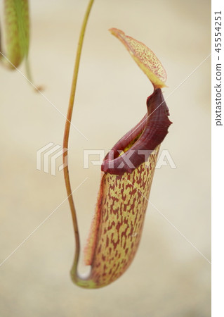 Nepentasu Nepentasu 45554251