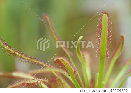 威爾士洋蔥 45554252