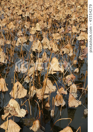 Withering lotus leaves 45554279