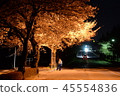 Night cherry blossoms 45554836