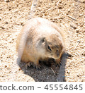 Healing power of animals 45554845