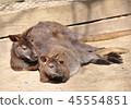Parent and child kangaroo 45554851